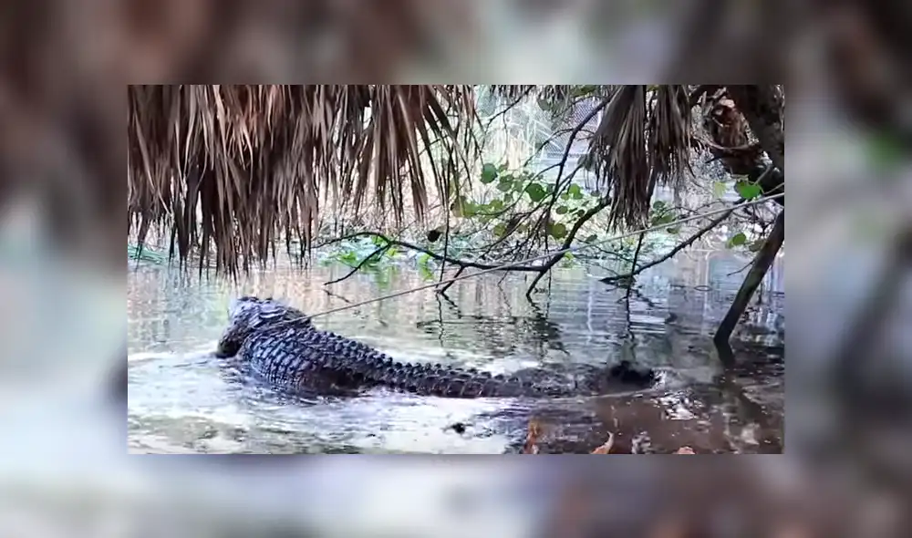Dos jóvenes quedaron cara a cara con un enorme cocodrilo.