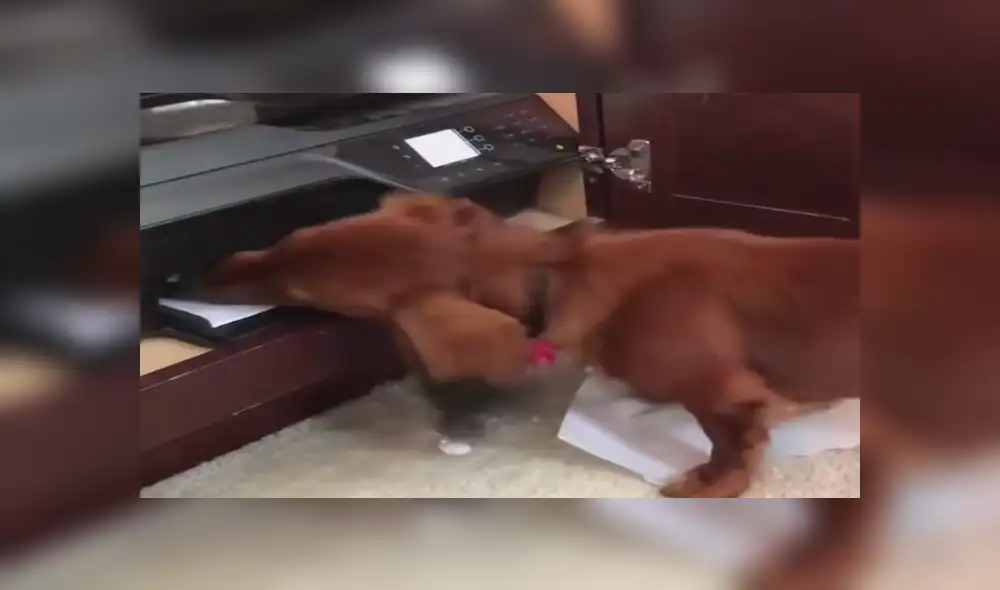 Facebook viral: Chico graba el preciso instante en que su travieso perro 'devora' su tarea [VIDEO]