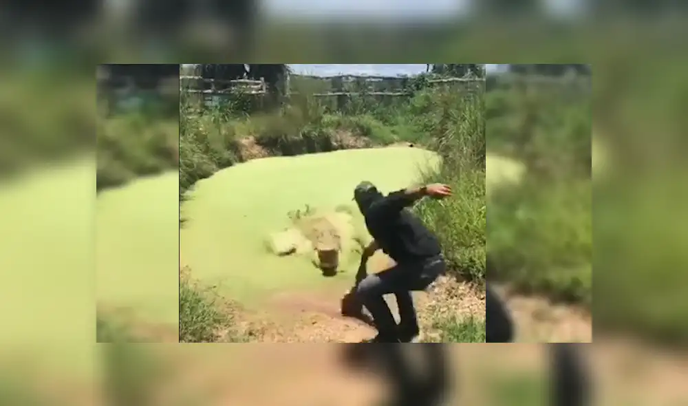 Facebook viral: hombre visitó pantano abandonado, se acerca y enorme reptil intentó devorarlo [VIDEO] 