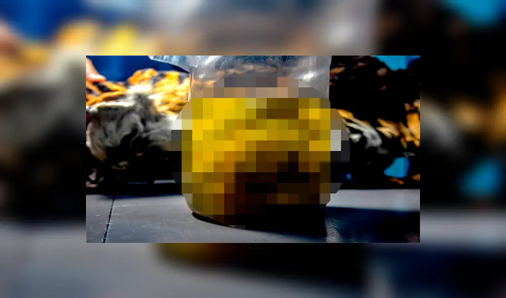 Autoridades encuentran fetos de tigres de Sumatra almacenados en frascos [FOTOS]