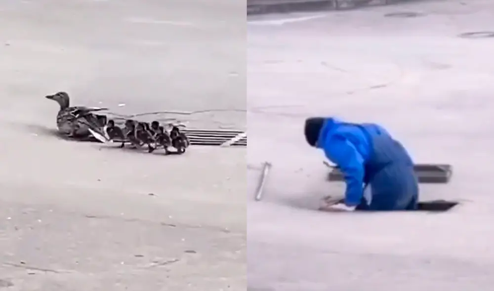 El sujeto logró abrir con una palanca la alcantarilla y salvó a los polluelos. Foto: cooooolpet / TikTok