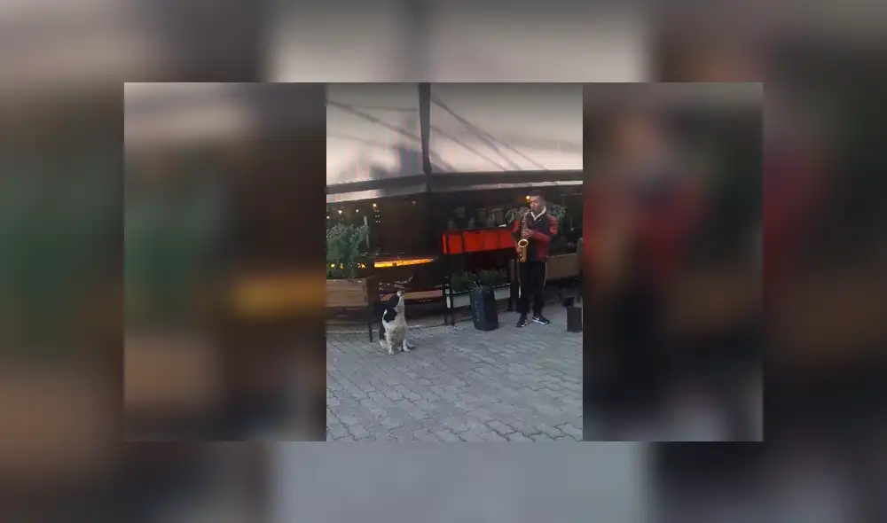 Desliza a la izquierda para ver al perro que ha sorprendido a los usuarios de Facebook. Foto: Captura.