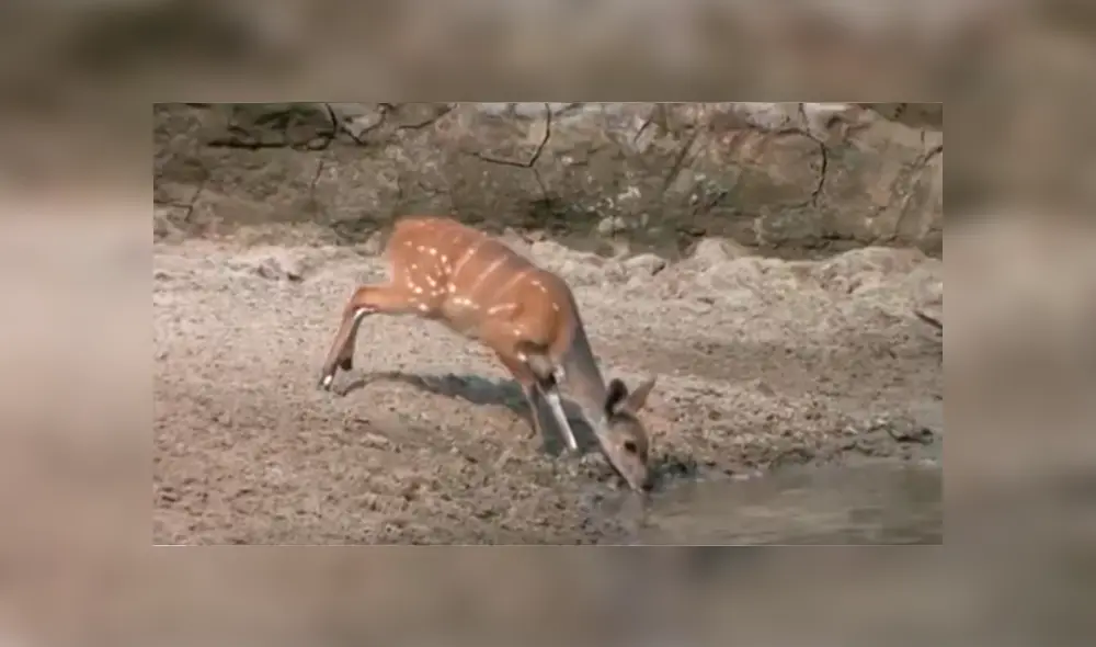 Video es viral en Facebook. El épico escape del ciervo, que estaba tomando agua de un río, ha dejado a más de uno con la boca abierta Video es viral en Facebook. El épico escape del ciervo, que estaba tomando agua de un río, ha dejado a más de uno con la boca abierta