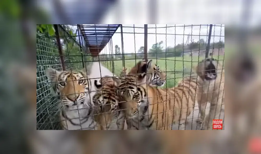 Desliza hacia la izquierda para ver las imágenes del viral de Facebook. Desliza hacia la izquierda para ver las imágenes del viral de Facebook.