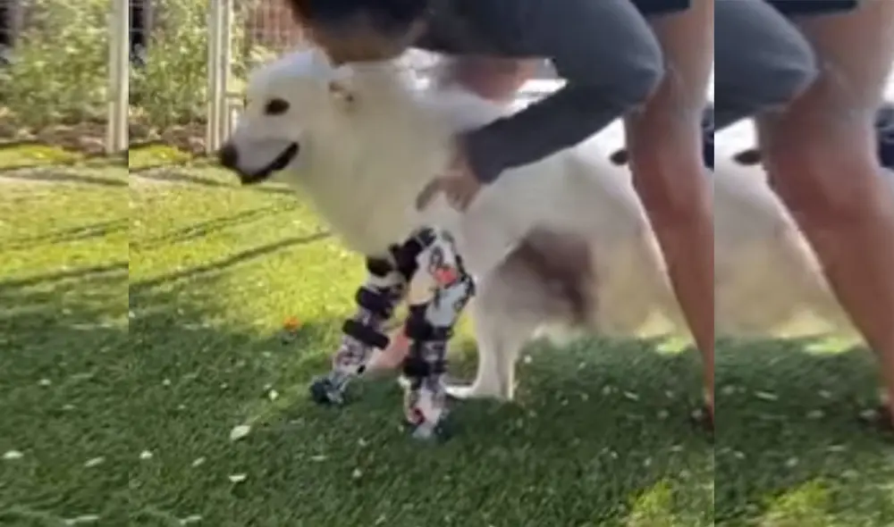 Desliza las imágenes para ver más detalle sobre esta conmovedora escena de Halo, la perrita que pudo caminar por primera vez. Foto: captura de Facebook