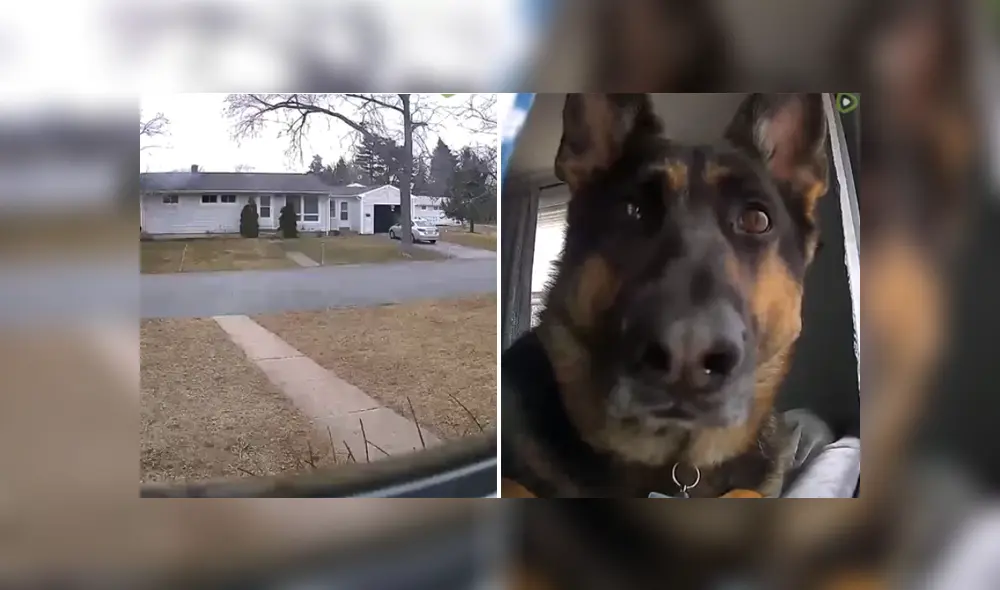 Mediante YouTube se compartió un video que muestra la divertida reacción de un perro al ver una cámara de seguridad en su casa.