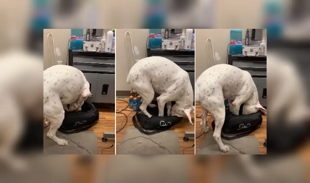 Desliza las imágenes para ver más detalles sobre esta escena que es viral en Facebook.