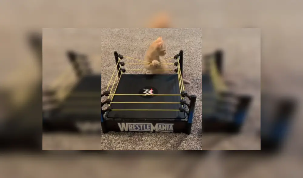 Desliza las imágenes para ver más detalles de este épica pelea protagonizada por tres pequeño gatos. (Foto: captura / YouTube)