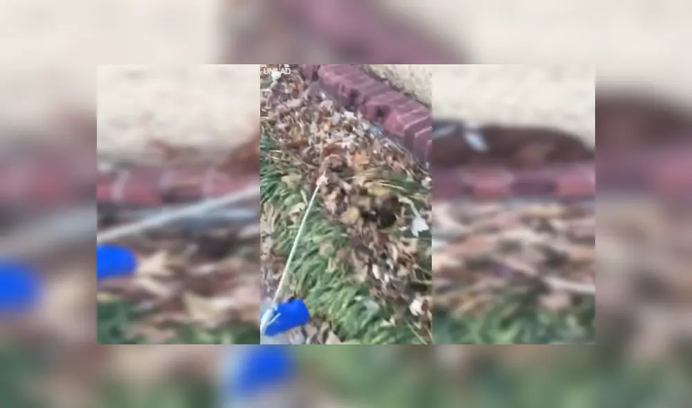 Facebook viral: perro travieso imita a tiburón para darle un gran susto a su dueña [VIDEO] 