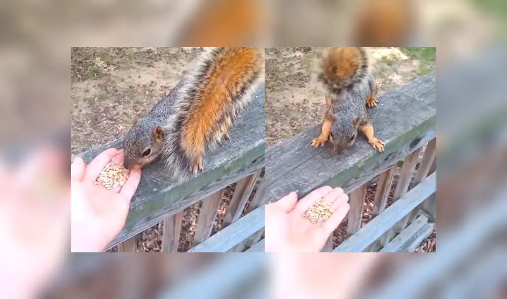 Facebook: joven alimenta a una ardilla salvaje, sin imaginar que tendría terrible final [VIDEO]