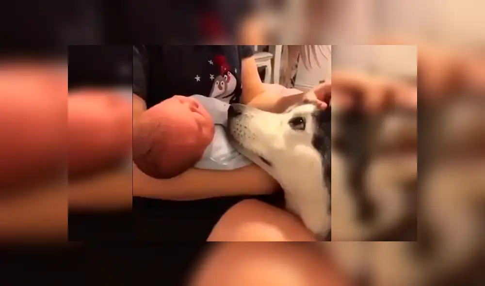 Vía Facebook. Los papás del bebé llamaron a su perro para presentarle al nuevo miembro de la familia y quedaron sorprendidos con la peculiar emotiva conducta del can
