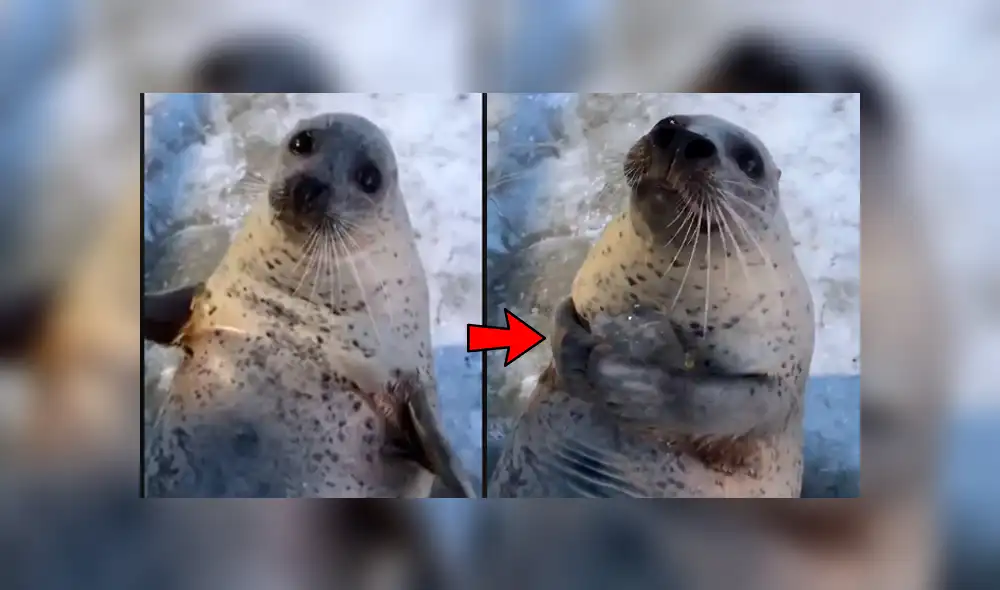 Facebook viral: le dan cubo de hielo a foca bebé y esta tiene increíble reacción [VIDEO]