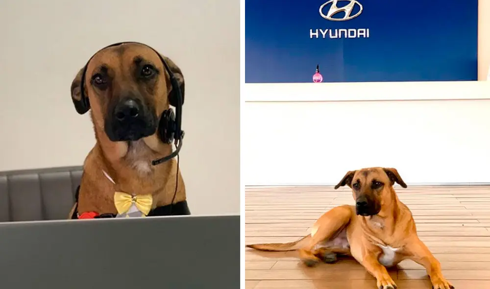 'Tucson Prime' es toda una celebridad en Brasil y demás países sudamericanos. Foto: Instagram/tucson_prime