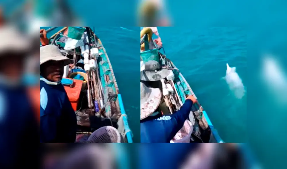 Desliza a la izquierda para ver esta magnífica aparición. Foto: Captura.