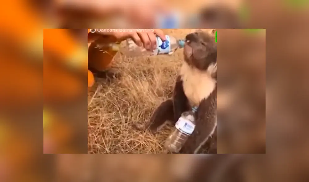 Las imágenes de la conmovedora escena han dado la vuelta al mundo tras ser difundidas en YouTube y otras redes Las imágenes de la conmovedora escena han dado la vuelta al mundo tras ser difundidas en YouTube y otras redes