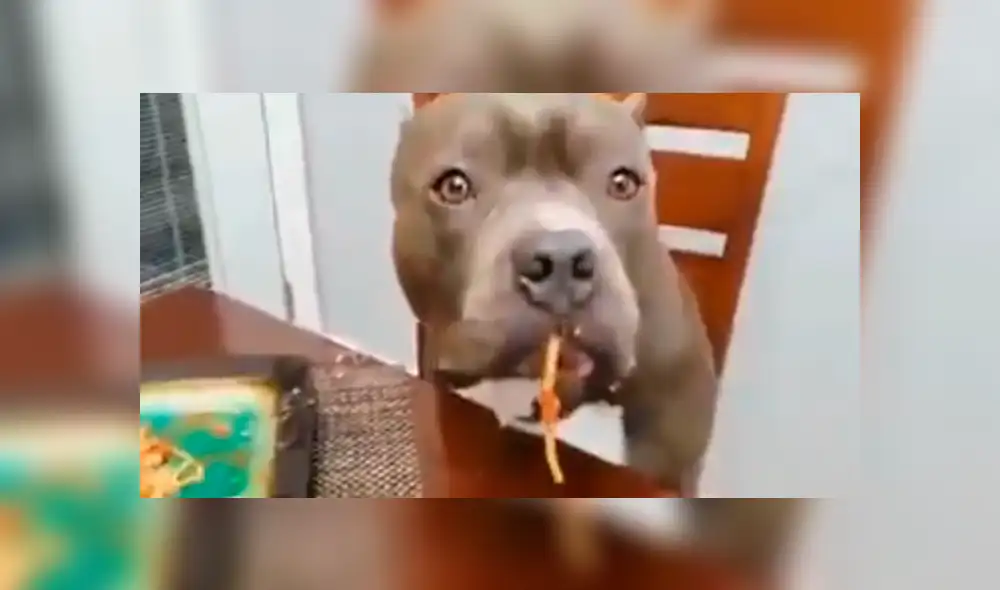 Facebook viral: Dejó su plato de comida en la mesa y sus perros hicieron esto con ella [VIDEO]