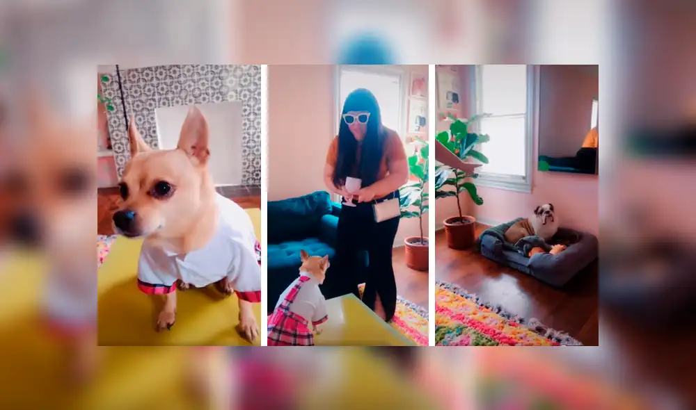 Desliza las imágenes para ver el resultado de la increíble actuación de una mujer junto a sus mascotas. Foto: Captura. Desliza las imágenes para ver el resultado de la increíble actuación de una mujer junto a sus mascotas. Foto: Captura.