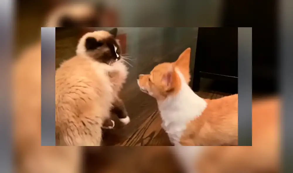 Desliza hacia la izquierda para ver las imágenes del viral de YouTube.