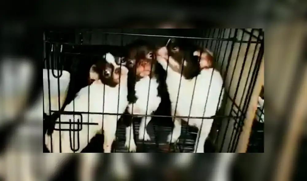 Rescatan a 270 perros de criadero ilegal donde les cortaban las cuerdas vocales [VIDEO]