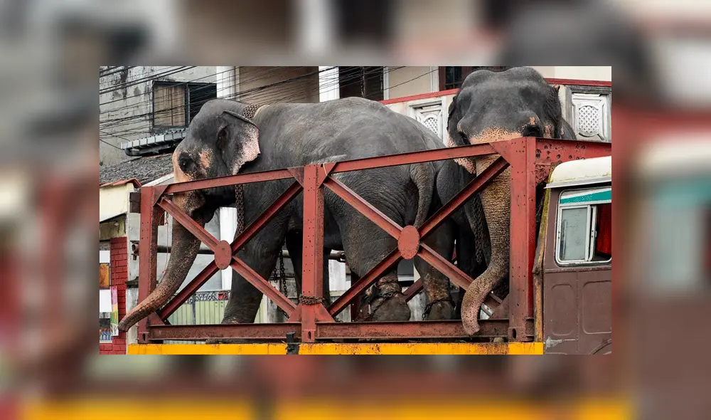 Elefante muere por cansancio mientras trasladaba a un grupo de turistas [VIDEO] 