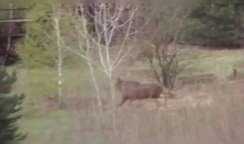 YouTube: miles quedaron en shock al ver a extrañas criatura en Chernóbil [VIDEO]