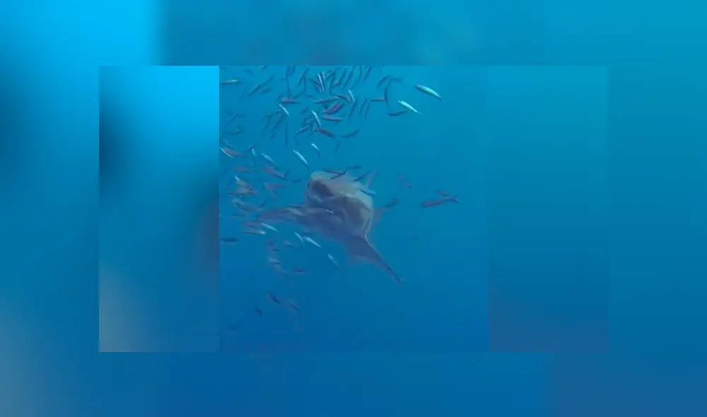 A través de Facebook se ha vuelto viral el momento en que un feroz tiburón acecha a un grupo de buzos.