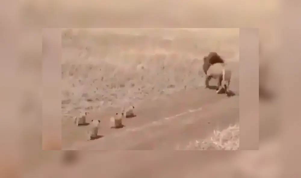León se aleja de sus cachorros y ellos protagonizan conmovedor momento. León se aleja de sus cachorros y ellos protagonizan conmovedor momento.