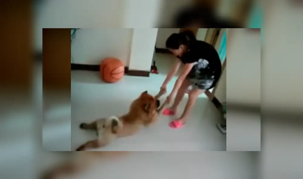 Video es viral en Facebook. Este perro ‘actor’ odia que lo bañen y cuando su dueña le dijo que ya le tocaba asearse no tuvo mejor idea que fingir su propia muerte. Foto: Captura. Video es viral en Facebook. Este perro ‘actor’ odia que lo bañen y cuando su dueña le dijo que ya le tocaba asearse no tuvo mejor idea que fingir su propia muerte. Foto: Captura.
