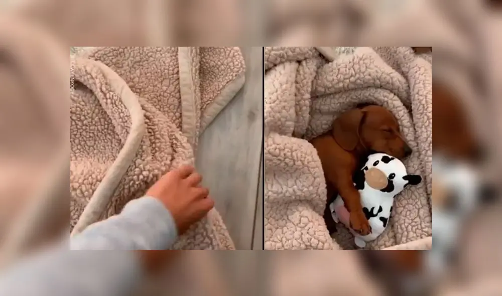 Desliza las imágenes para ver la emotiva escena que registró una mujer al volver a casa, luego de dejar solo a un cachorro. Fuente: Woof Woof Desliza las imágenes para ver la emotiva escena que registró una mujer al volver a casa, luego de dejar solo a un cachorro. Fuente: Woof Woof