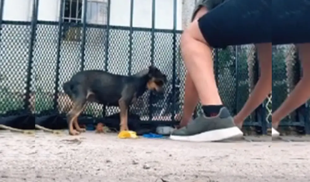 Desliza hacia la izquierda para ver más detalles sobre esta conmovedora escena. Foto: captura de TikTok Desliza hacia la izquierda para ver más detalles sobre esta conmovedora escena. Foto: captura de TikTok