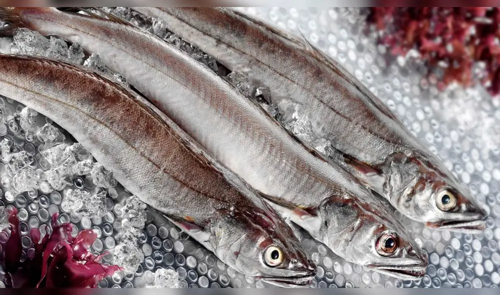 Prohíben pesca de merluza en Piura Prohíben pesca de merluza en Piura