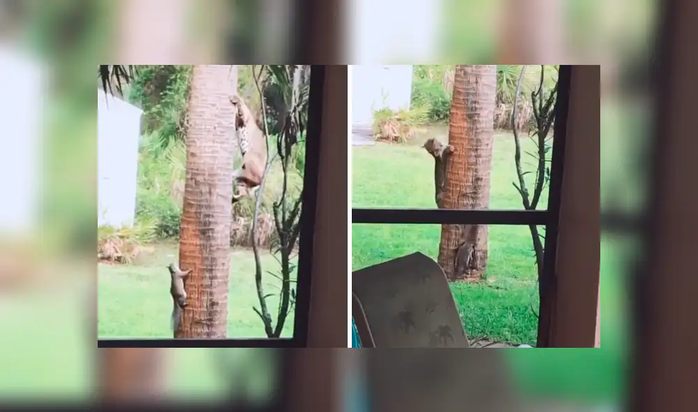 Desliza la imagen para ver el impactante momento. Foto: erock89/TikTok