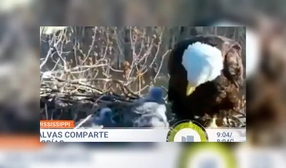 YouTube viral: dos águilas macho y una hembra son captadas cuidando a tres polluelos como una familia [VIDEO]