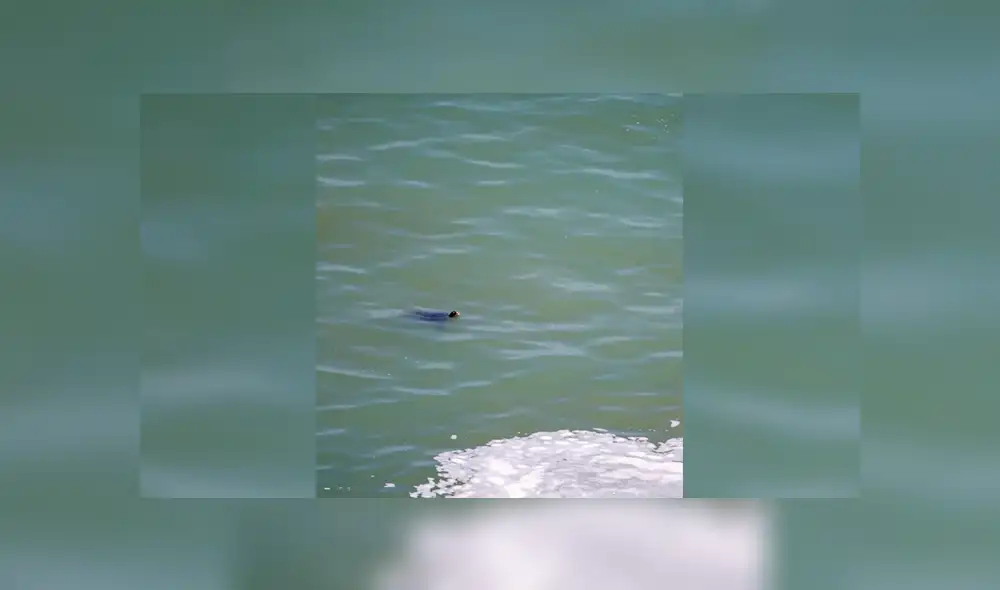 Las tortugas fueron avistadas desde Barranco. Foto: Jose Ignacio Maurtua Las tortugas fueron avistadas desde Barranco. Foto: Jose Ignacio Maurtua
