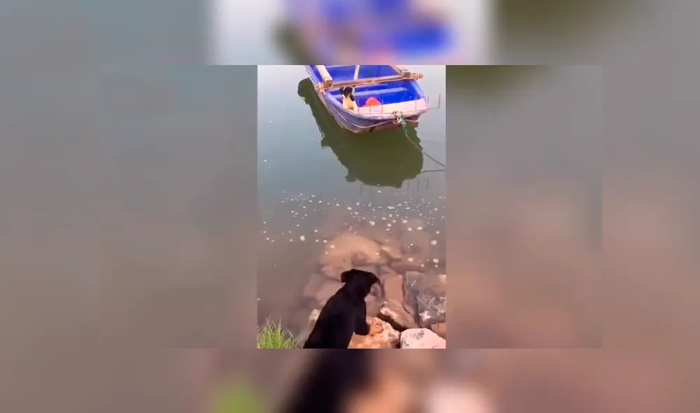 El perro se ganó los aplausos de miles de usuarios por la hazaña que realizó para rescatar a su cría. Foto: captura. El perro se ganó los aplausos de miles de usuarios por la hazaña que realizó para rescatar a su cría. Foto: captura.