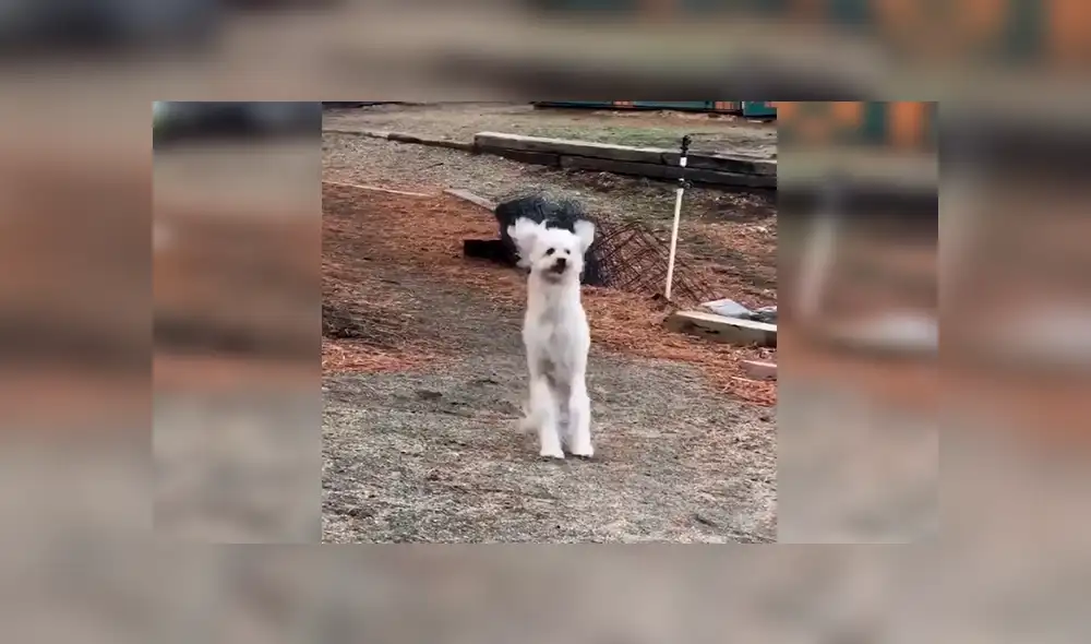 Facebook viral: perro nació sin sus patas delanteras, fue abandonado y hoy tiene un nuevo hogar [VIDEO] 