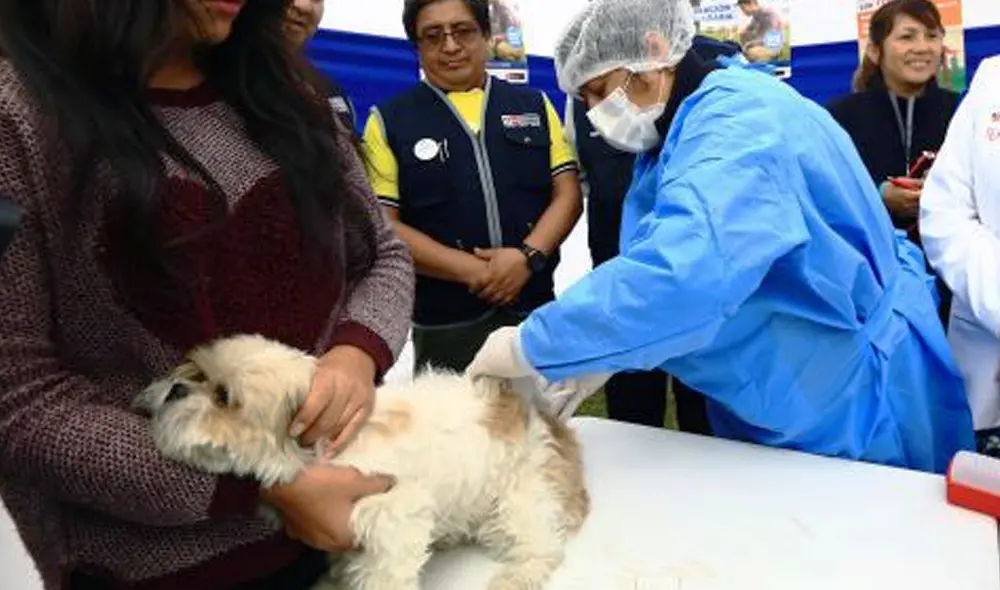 Mascotas recibirán las vacunas en puestos cercanos a parques, mercados, entre otros lugares de fácil acceso. Foto: Andina. Mascotas recibirán las vacunas en puestos cercanos a parques, mercados, entre otros lugares de fácil acceso. Foto: Andina.