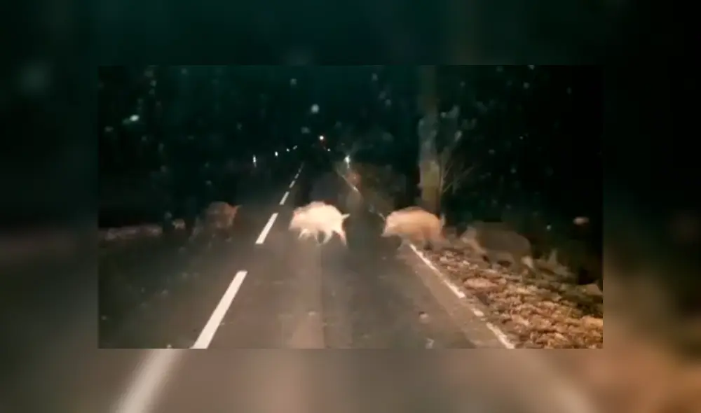 Desliza las imágenes hacia la izquierda para apreciar a los animales que fueron captados en una aislada carretera.