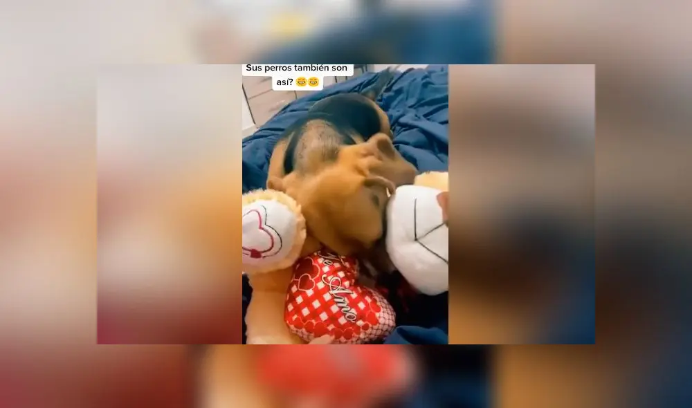 Desliza las imágenes para ver la increíble reacción que tuvo un perro 'celoso' al ver a su dueña acariciando a otro 'can'. Foto: captura/youtube