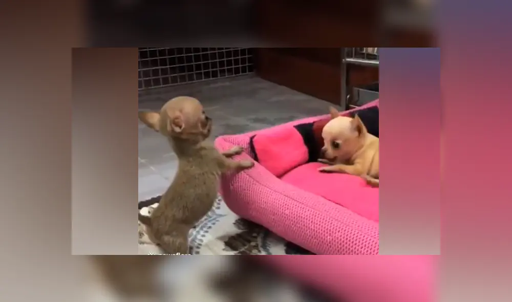 Facebook viral: mujer deja a sus chihuahuas bebés solos en casa y al volver los capta en una tierna escena