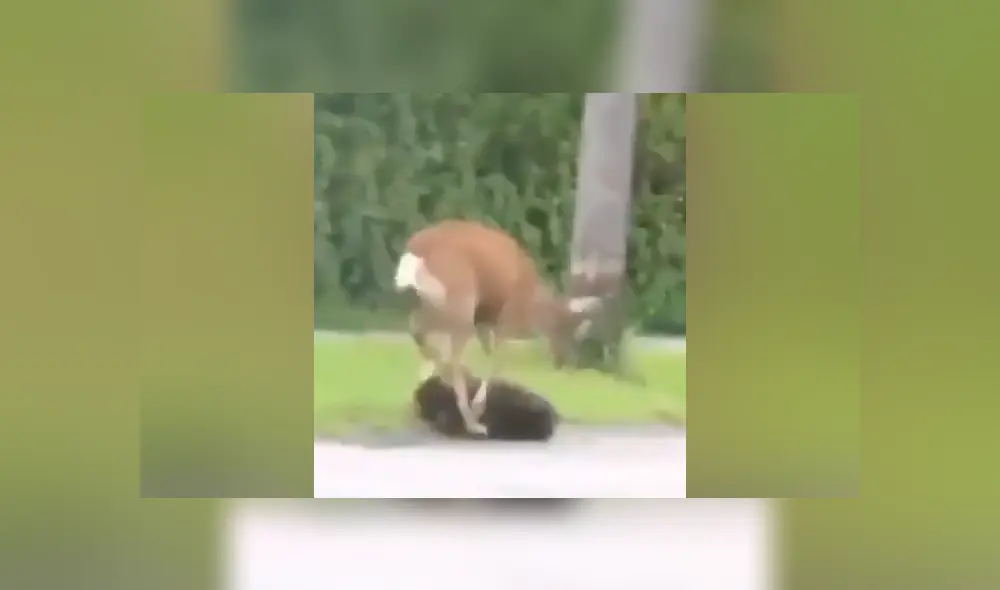 El venado desató toda su furia contra ambos animales porque pensó que eran una amenaza para su cría. Foto: captura. El venado desató toda su furia contra ambos animales porque pensó que eran una amenaza para su cría. Foto: captura.