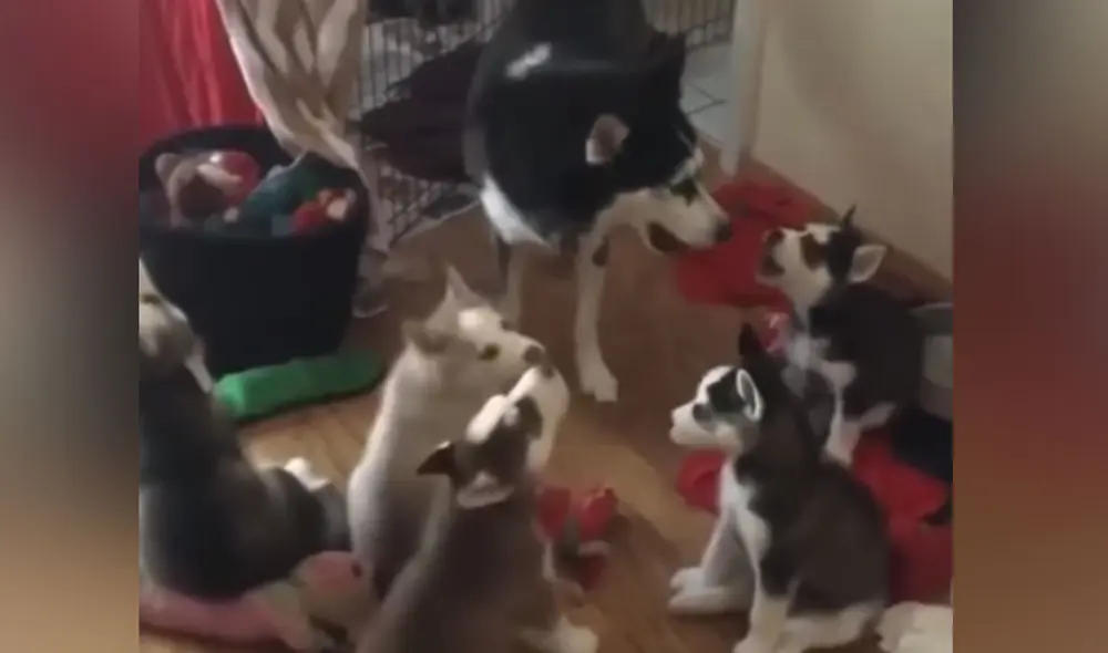 Desliza las imágenes para ver más sobre esta conmovedora escena entre un perro y sus cachorros. (Foto: captura / Facebook / Clarín)