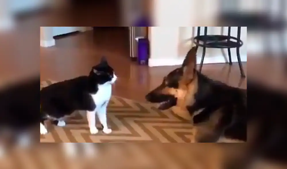 Facebook viral: gato acepta a perro adoptado por sus dueños con un tierno beso [VIDEO]