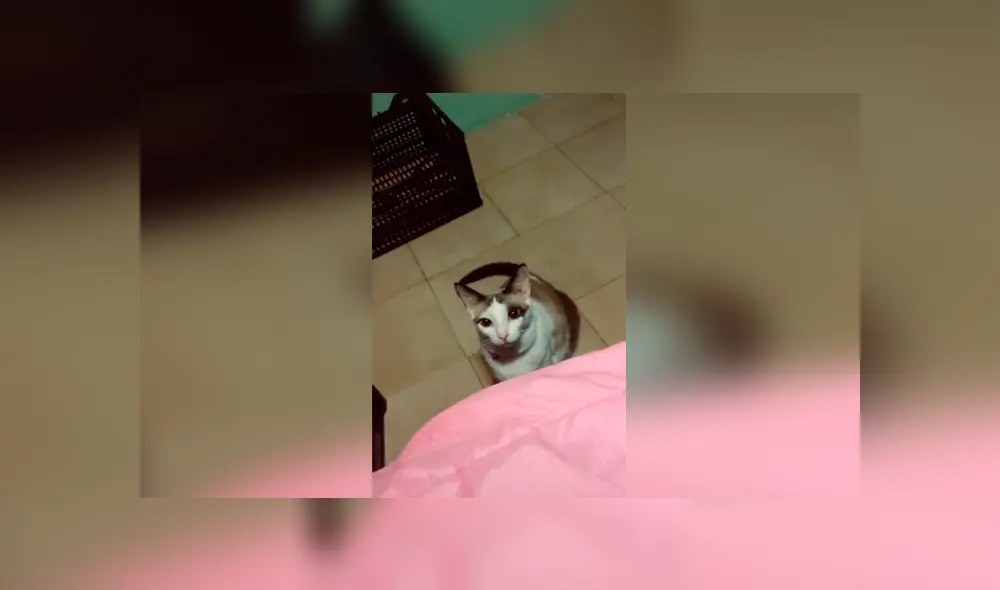 Desliza las imágenes para conocer la divertida reacción de un gato al escuchar la pregunta de su dueña.
