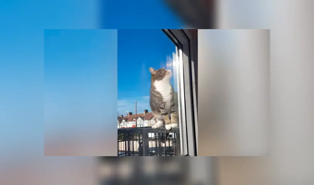 Desliza las imágenes para observar la travesura de un gato tras aprovechar la ausencia de su dueña. Desliza las imágenes para observar la travesura de un gato tras aprovechar la ausencia de su dueña.