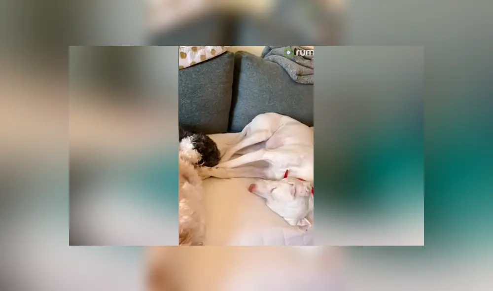 Desliza las imágenes para ver la emotiva escena que logró descubrir esta madre entre su hijo y sus mascotas. Foto: Captura/Rumble Viral Desliza las imágenes para ver la emotiva escena que logró descubrir esta madre entre su hijo y sus mascotas. Foto: Captura/Rumble Viral