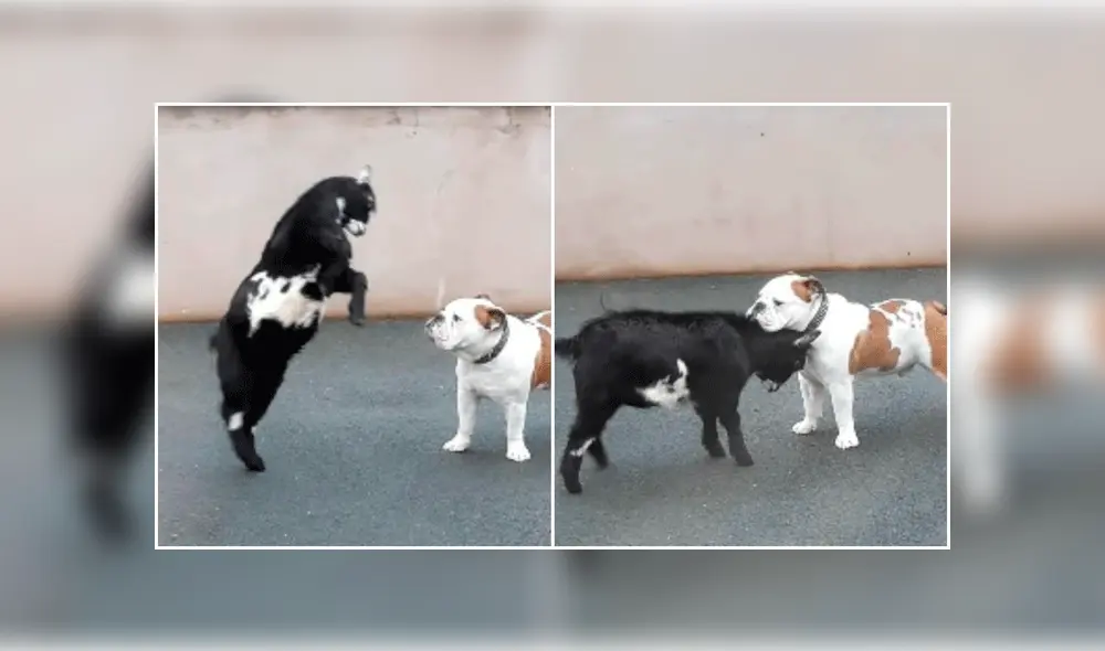 Furiosa cabra ataca a perro, pero la reacción del can sorprende en redes [VIDEO]