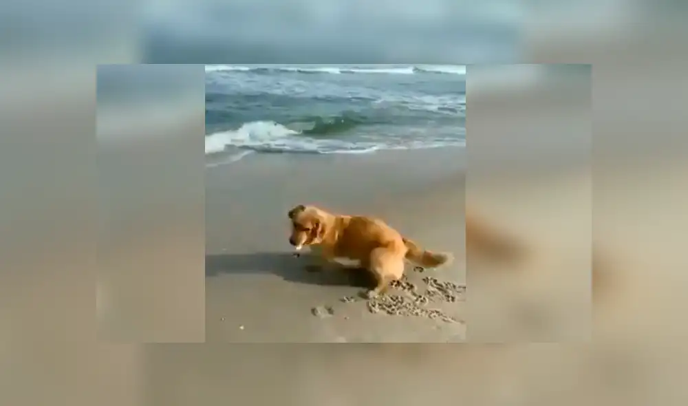 Video es viral en Facebook. Pese a mostrarse temeroso por las olas del mar, el can logró atrapar su pelota de juego en una curiosa escena que se ha hecho viral en las redes. Fotocaptura: Twitter