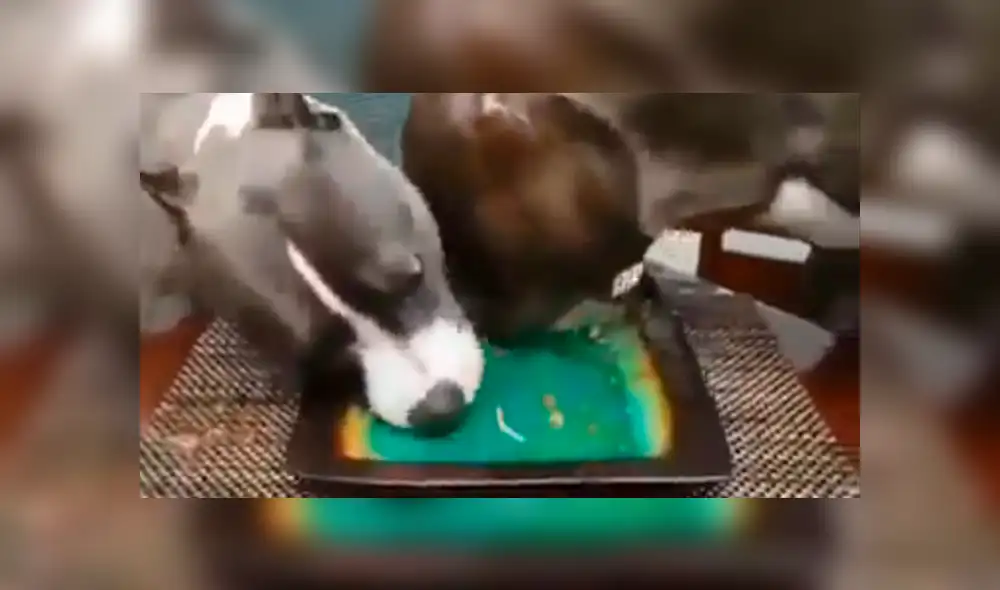 Facebook viral: Dejó su plato de comida en la mesa y sus perros hicieron esto con ella [VIDEO]