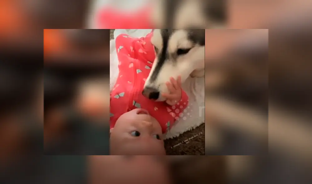 Desliza hacia la izquierda para ver el tierno momento de un perro y un bebé. Imágenes del viral de Facebook. Desliza hacia la izquierda para ver el tierno momento de un perro y un bebé. Imágenes del viral de Facebook.